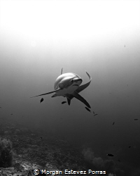 Check out this epic shot I snagged of a Thresher Shark in... by Morgan Estevez Porras 